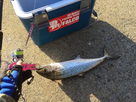 マイポイントで朝練6連チャン