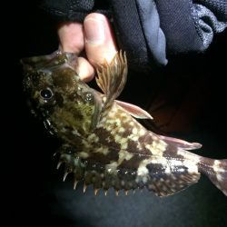 釣り納メバリング