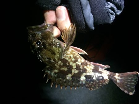 釣り納メバリング