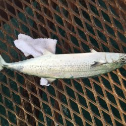 カゴ釣りでチヌ、サゴシ