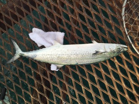 カゴ釣りでチヌ、サゴシ