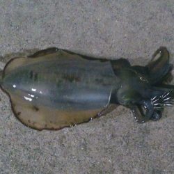 深日新波止にて