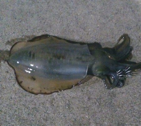 深日新波止にて