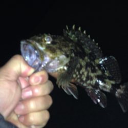 アジ狙いですが…