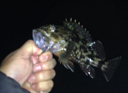 アジ狙いですが…