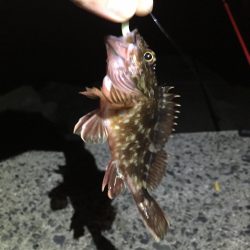 サゴシ狙い→シーバス