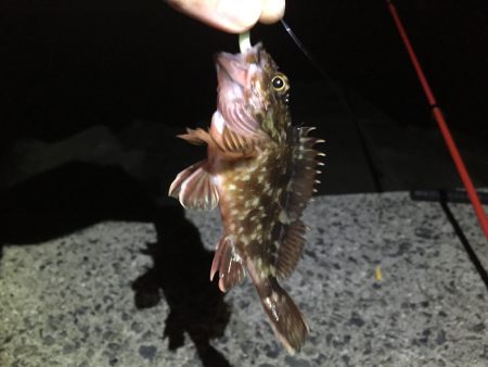 サゴシ狙い→シーバス