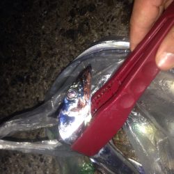 ワインドタチウオ