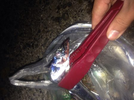 ワインドタチウオ