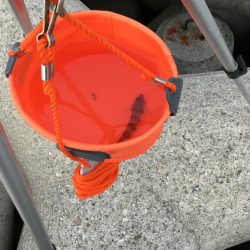 カレイ狙いvol.1