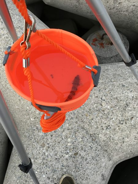 カレイ狙いvol.1