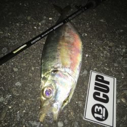 やっとデカアジ？