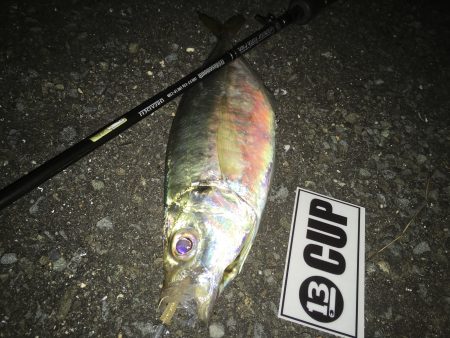 やっとデカアジ？