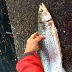 ナブラの正体はコイツ!