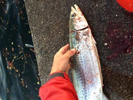 ナブラの正体はコイツ!