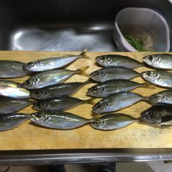 メバ…いや、アジング