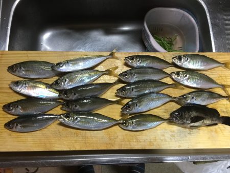 メバ…いや、アジング