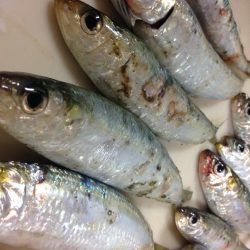 まさかの激シブ〜(o^^o)