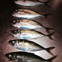 雨の日アジング