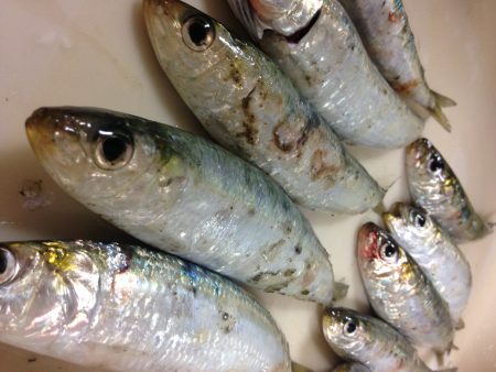 まさかの激シブ〜(o^^o)