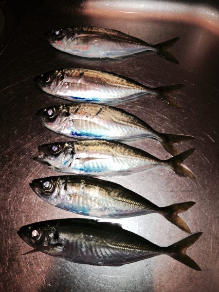 雨の日アジング