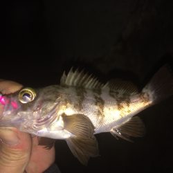 癒しの小メバリング