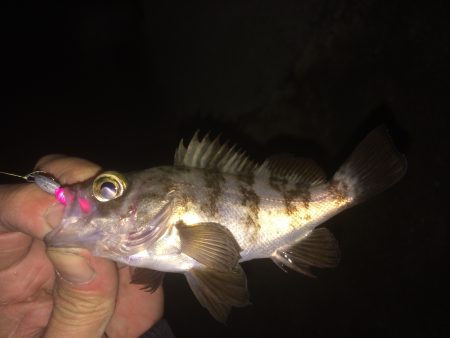 癒しの小メバリング