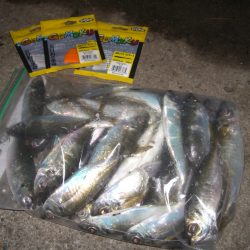 寒い夜でも釣果は熱い〜*\\(^o^)/*