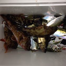 アジ天国、時々根魚天国