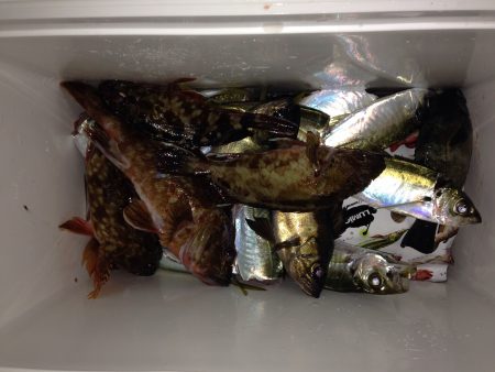 アジ天国、時々根魚天国