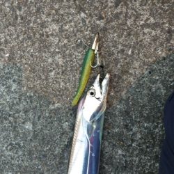 久しぶりの数釣り