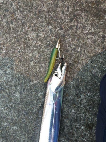 久しぶりの数釣り