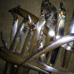 初めての二桁釣果