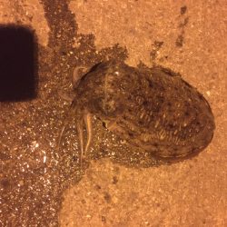 アオリイカを探しに