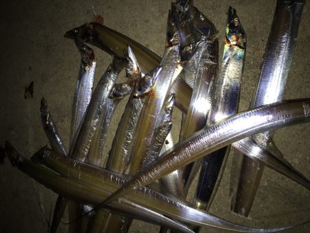 初めての二桁釣果