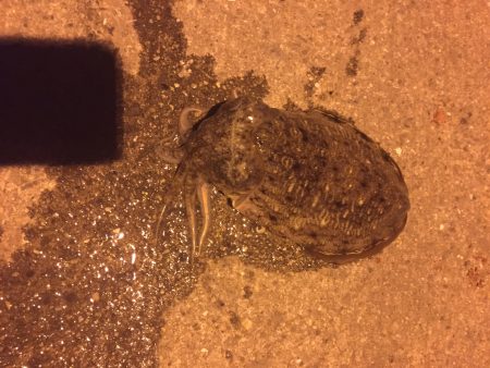 アオリイカを探しに