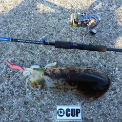 久しぶりのエギング？