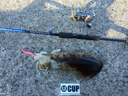 久しぶりのエギング？