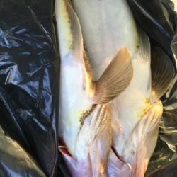 紀ノ川フラットゲーム