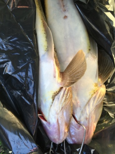 紀ノ川フラットゲーム