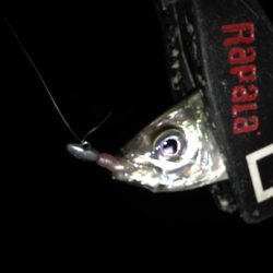 連日のアジング