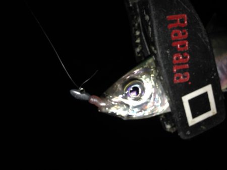 連日のアジング