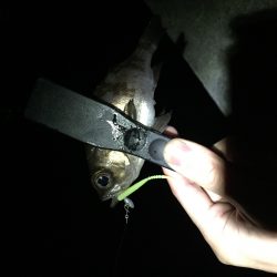 アジ、メバル、ガシラ、タケノコメバル爆釣‼️