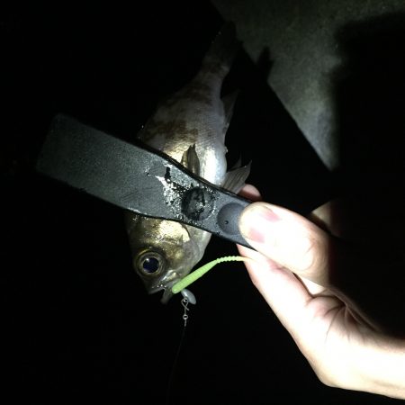 アジ、メバル、ガシラ、タケノコメバル爆釣‼️