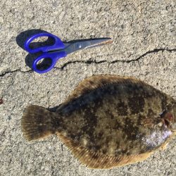 念願の初カレイ(^^)