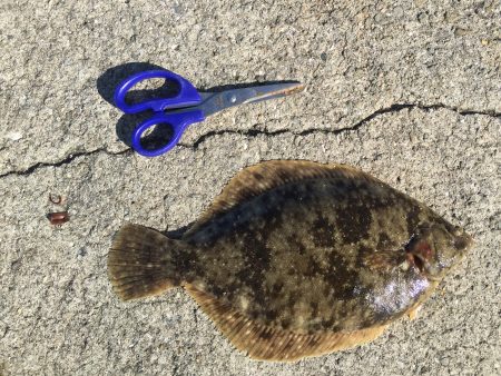 念願の初カレイ(^^)