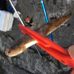 カレイ狙いvol.2