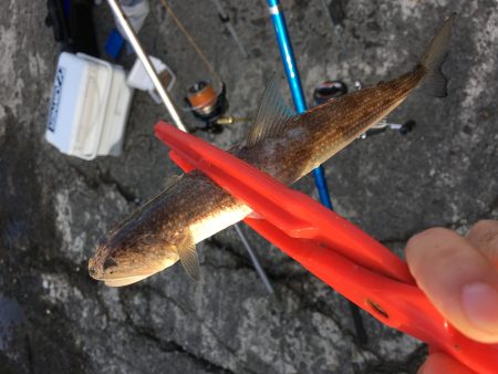 カレイ狙いvol.2