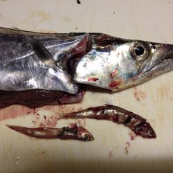 タチウオ終盤⁈