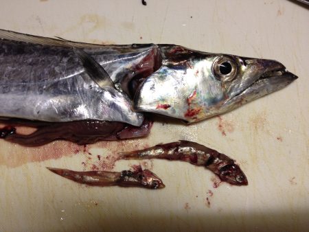 タチウオ終盤⁈